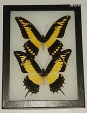 PAPILIONIDAE PAPILIO THOAS & PAPILIO ANDROGEUS MOUNTED RIKER FRAMED FROM PERU. picture