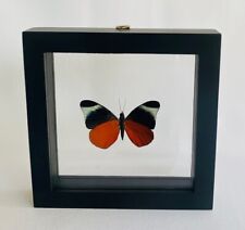 Framed butterfly - Worldwide Insects - The Red Flasher (Panacea Prola) - 5x5  picture