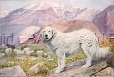 DOG Great Pyrenees Mountain, 85+ Year Old ANTIQUE Print picture
