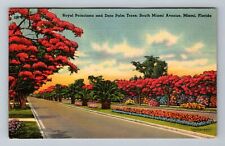 Miami FL-Florida, Royal Poinciana & Date Palm Trees Vintage c1940 Postcard picture