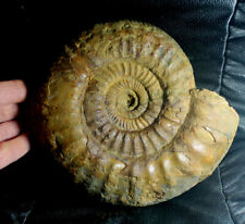 Huge, excellent Jurassic, Callovian ammonite - Choffatia sp picture