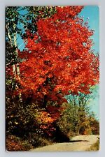 Saegertown PA- Pennsylvania, General Greetings Red Maples, Vintage Postcard picture