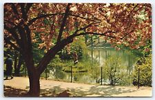 NY Brooklyn, Oriental Cherry Trees, Brooklyn Botanic Garden, Chrome Unposted picture