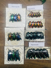 Wholesale Lot 29 Beetles Sagra femorales longicollis A1 Specimen ready to mount picture