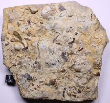 Stunning Ordovician Sea Floor Plate Trilobites Brachiopods Platteville Wisconsin picture