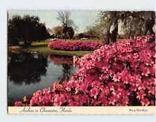 Postcard Azaleas in Bloom Clearwater Florida USA picture