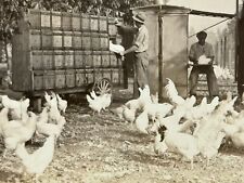 2R RPPC Postcard Chicken Farmers San Gabriel California Richardson Breeding Farm picture