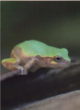 Gray Tree Frog picture