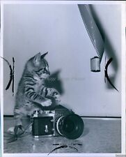 1948 Kitten Has Nikon Camera, Loves To Take Photographs Animals 8X10 Press Photo picture