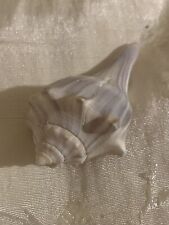 Nice Striped Knobbed Lightening Whelk Shell picture