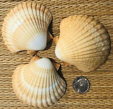 3 LARGE MEXICAN DEEP SCALLOP SEA SHELLS - GREAT FOR CRAFTS picture