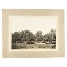 Cove Oregon Plum Orchard Photo c1906 Card-Mounted Prune Fruit Tree Grove A344 picture