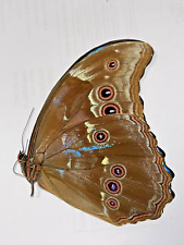 **ABERRATION** MORPHO DIDIUS WITH BLUE SPARKLES ON THE VERSO. UNMOUNTED .A1/A-. picture