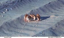 Vintage Postcard 1981 Florida Sand Crab Ocean Water Creature Northwest Florida picture