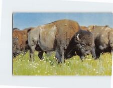 Postcard American Bisons picture