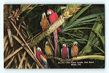 The Parrot Jungle Red Road Miami Florida Vintage Postcard E4 picture