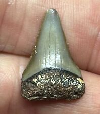 GREAT WHITE SHARK TOOTH FOSSIL Carcharodon carcharias Florida 1 13/16