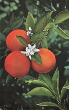 Postcard FL Oranges Blossoms  Fountain of Youth Citrus Fruits 