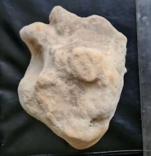 The Best Complete UK SAUROPOD Dinosaur Natural Fossil Foot-cast - WOW picture