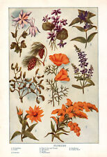 1937 Flowers - Violet - Mistletoe - Golden Rod picture