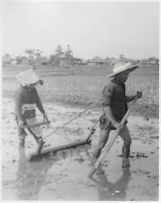 Harrowing The Mud Of The Rice Fields, A Japanese Man Draws The Harro - Old Photo picture