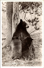 Vintage RPPC Postcard-  Mother Bear And Cubs At Lunch Time picture