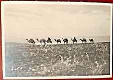 Antique Photograph of a Camel Caravan, 6.25