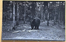 RPPC Grizzly Bear Eating in Forest Antique Real Photo Postcard c1910 picture