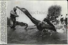 1970 Press Photo Japanese fisherman trains fishing birds-Cormorants  - cvw16280 picture