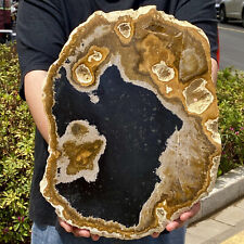 7.98LB Beautiful Gem Coloration Petrified Wood Slab Slice Rare Madagascar picture