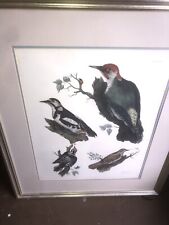 Antique Prideaux JOHN SELBY Woodpeckers ENGRAVING British ORNITHOLOGY XXXVlll picture