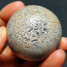 145.4G48MM  Natural Dinosaur bone fossil Sphere Ball Madagascar 2645+ picture