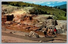 Postcard Minerva Terrace @ Mammoth Hot Springs South Dakota   F 7 picture