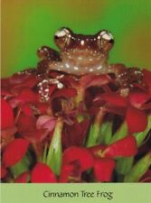 Cinnamon Tree Frog In Borneo picture