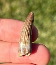 NICE Suchomimus Dinosaur Tooth 1.25” Fossil from Niger Cretaceous Spinosaurid picture