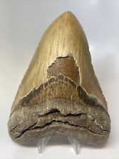Megalodon Shark Tooth 5.57” Huge - Natural Fossil - Authentic 14297 picture