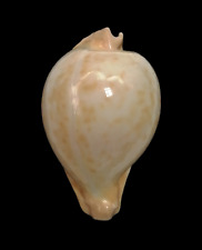 Shell CYPRAEA PETILIROSTRIS Queensland 69,5 mm # SELDOM OFFERED picture