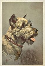 Scottish Terrier Vintage Dog Postcard Early 1900S ￼ picture