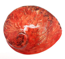 1 PC Polished Deep Orange Midas Abalone Sea Shells for Home Decor and Display, 5 picture