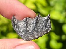 Rare Niger Fossil Lungfish Tooth Cretaceous Dinosaur Age Fossil Fish picture