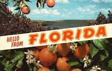 Postcard FL Hello from Florida Palmetto Oranges Chrome Unposted Vintage PC H9344 picture