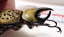 Male Eastern Hercules Beetle  Dynastes Tityus  Wild Caught - Greenville, Indiana picture