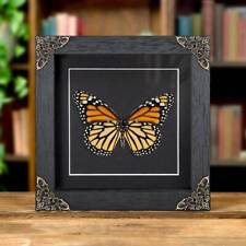 Female Monarch Butterfly Ventral Side Taxidermy in Baroque Style Frame (Danaus p picture