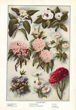 1937 Flowers - Magnolia - Violet - Daisy picture