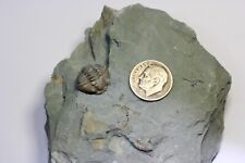 Trilobite Flexicalymene retrorsa from Brown County, Ohio picture