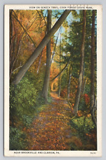 Postcard View On Seneca Trail Cook Forest State Park Pennsylvania 1942 picture