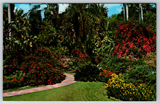 c1960s Bougainvilleas Florida Sunken Gardens Flowers Vintage Postcard picture