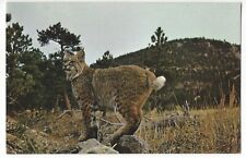 BOBCAT, The American Lynx, Norman D. Wels Photo, c1960's Unused Postcard picture