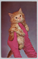 Postcard Glamour Puss Cat Kittens picture