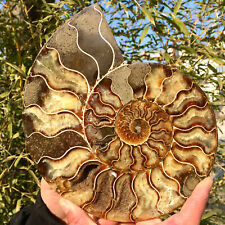 1.9LB  Rare Natural Tentacle Ammonite FossilSpecimen Shell Healing Madagascar picture